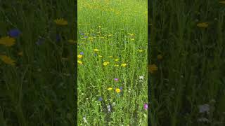 Smukke blomster i vejkant 🇩🇰🥰 [upl. by Auerbach]