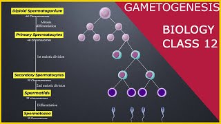 GAMETOGENESIS  Human Reproduction  Class 12 [upl. by Roch]