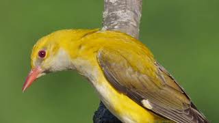 Madárhangok Sárgarigó Oriolus oriolusEurasian golden oriole [upl. by Raseta]