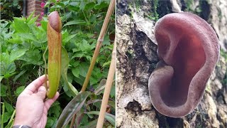 10 पौधे जो इंसान के अंगों की तरह दिखते हैं  10 Plants That Look Like Human Body Parts [upl. by Leivad]