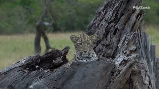 Nstumie the leopard in her nest [upl. by Matlick]