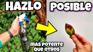 🍄 Todo HONGO desaparece de tus PLANTAS con este FUNGICIDA casero orgánico  Huerto urbano y hogar [upl. by Tobi553]