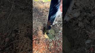 Setting Black Fence Posts and How To Keep Them Clean 🧼 fencepost concrete fencecontractor [upl. by Yerocaj]