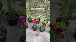 Imported Adenium Plants Online adenium adeniumflowerplants gardening adeniumlover flowers [upl. by Airretnahs692]