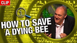 QI  How To Save A Dying Bee [upl. by Mcgean]