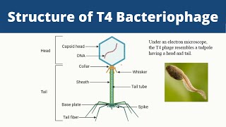 Structure of T4 Bacteriophage  Biology [upl. by Narej]