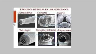 Nematodos generalidades [upl. by Larimor]