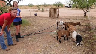 GOATS VS ELECTRIC FENCE [upl. by Adolf]