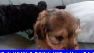 DOXIEOODLE PUPPIES FOR SALE  MIN DACHSHUND amp POODLE MIX [upl. by Averell872]