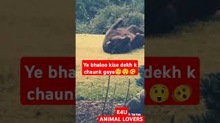 Ye bhaloo kise dekh kr chaunk gaya🧐😲🫨 bear animals wildlife trending [upl. by Rhtaeh]