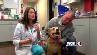 Animal Health 51018  Fibrosarcoma Oral Cancer [upl. by Kovacev]