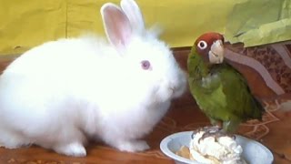 loro cabeza roja peleando con conejito red head parrot bunny fighting loro chistoso [upl. by Amiarom]