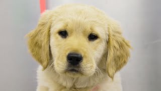 Fluffy clumsy Golden Retriever puppy [upl. by Nosidda]