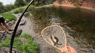 OAK CREEK SEDONA 40 TROUT Rainbows amp Gilas [upl. by Scarface]