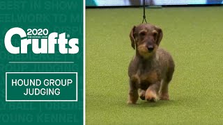 Hound Group Judging  Crufts 2020 [upl. by England227]