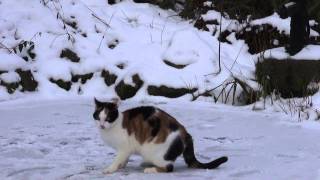 cat dance on ice  Katze tanzt auf dem Eis [upl. by Schnapp]