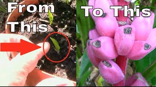 Musa Velutina Banana  Seeds To Pink Bananas In 14 Months  Zone 6b [upl. by Sholem]