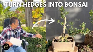 Making Bonsai from a Boxwood Hedge [upl. by Laris347]