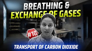 10Transport of Carbon DioxideHaldanes effectChloride ShiftBreathing amp Exchange of GasesNEET [upl. by Areid]