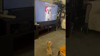 When a Yorkiepoo is watching other dogs bark on tv puppy yorkiepoo dog reels shorts ytshorts [upl. by Llerrat]