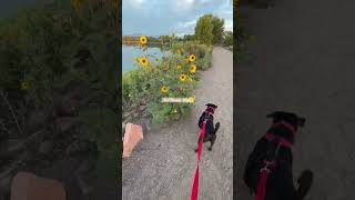 Cute boxer puppy in sunflowers puppy dogs dogtraining cute cutedog puppytraining101 puppy [upl. by Benson]