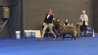 World Dog Show Zagreb 2024 [upl. by Uela]