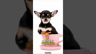 World’s Smallest Guard Dog The Mighty Chihuahua [upl. by Tecla66]