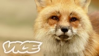 キツネ100匹！  Fox Village [upl. by Ronnoc292]