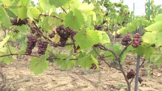 Domaine Poiron Dabin  Muscadet Sèvre et Maine sur Lie  Val de Loire [upl. by Hsirt]