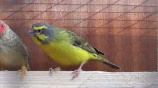 Green Singing Finch [upl. by Leshia]