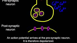 65 Transmission across a synapse [upl. by Judd]