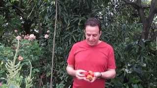 Where Do Cashews Come From A tropical fruit tree [upl. by Berns493]