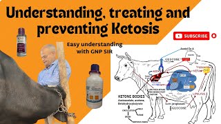 Uncovering the Secret to Curing Cattle amp Buffalo Ketosis [upl. by Basset478]