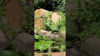 White Water Lily  Garden Pond Lilies in Bloom  Florida Garden Pond Waterfall [upl. by Lerud]