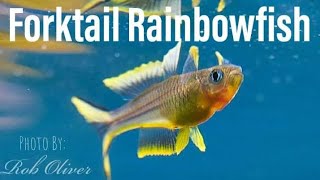 How to Breed the Forktail Rainbowfish Pseudomugil Furcatus [upl. by Belicia]