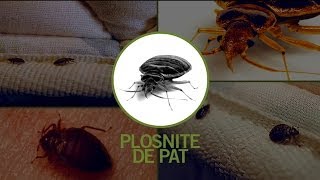 Dezinsectie Plosnite produse impotriva plosnitelor [upl. by Hterag111]