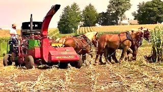 Amish Farmer with 8 Horse Hitch Chopping Silage [upl. by Eizdnil]