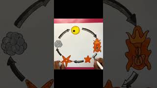 Life cycle of starfish easy drawing in chart  5th grade shorts [upl. by Acilejna]