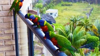 Rainbow Lorikeet Parrots  Australia Bird  Short Documentary [upl. by Asserac]