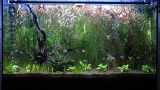 Acuario tropical de agua dulce antes de podar  Freshwater tropical fish tank before pruning [upl. by Ynnaej]