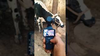 Dji osmo pocket 3  Wow 😮 Amazing camera performance 🐄 dji actioncamera djiosmopocket3 love [upl. by Richarda]