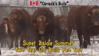 Super Baldie  Red Angus x Simmental  Bulls For Sale in Manitoba in 2016 [upl. by Assetal]