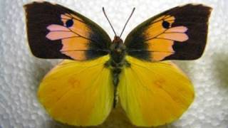 Californias state insect Dogface Butterfly Life Cycle Documentary 720p HD [upl. by Ellehc]