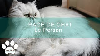 RACE DE CHAT  Le persan  Assur OPoil [upl. by Rivkah]