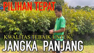 BIBIT DURIAN TERBAIK UNTUK DI TANAM [upl. by Aknahs655]