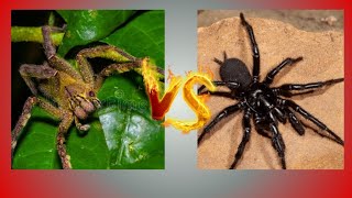 Batalha De Gigantes Aranha Teia De Funil vs Aranha Armadeira 16 aranhas phoneutria atrax [upl. by Ueik]