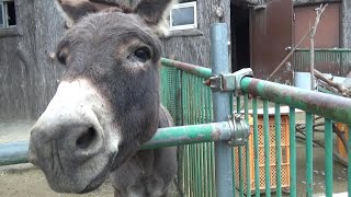 優しい顔のロバさん Very cute donkey 23 【Cute animal videos】【かみね動物園】 [upl. by Angeli]