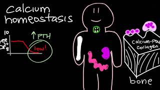 Calcium Homeostasis and Parathyroid Hormone  PTH [upl. by Nnilsia]