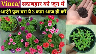 Vincaसदाबहार के जून में आएंगे फूल सिर्फ ये 2 काम करने हैं  Vinca Plant Care Vinca From Seeds [upl. by Ahsikyt]