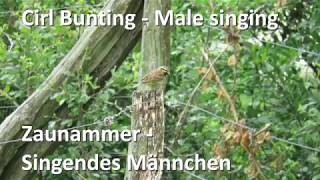 Zaunammer mit Gesang  Cirl Bunting singing Emberiza cirlus [upl. by Eniamsaj]